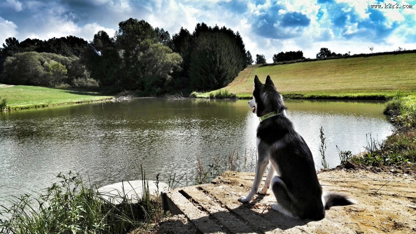 可爱狗狗哈士奇图片