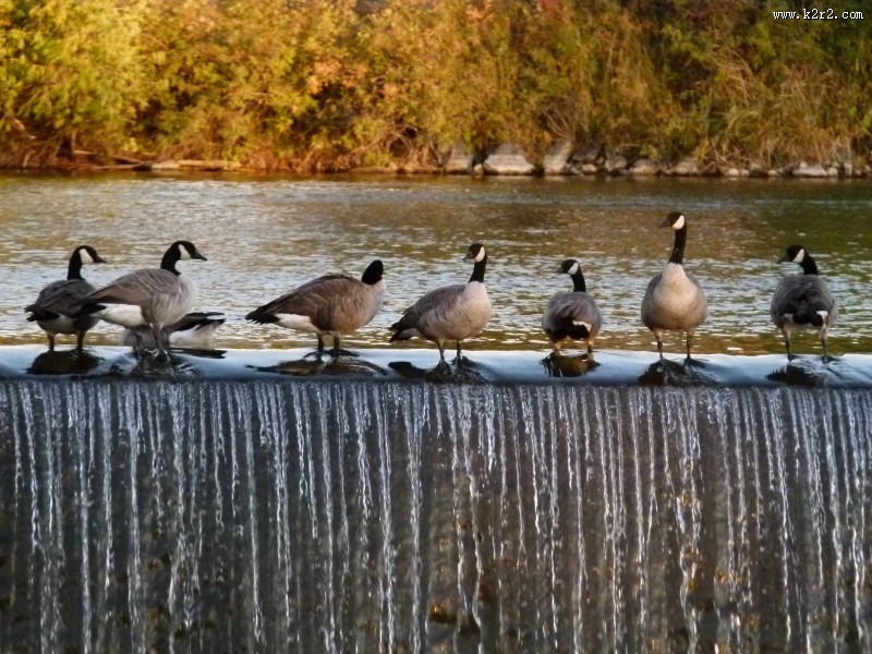 喜集群的加拿大黑雁图片