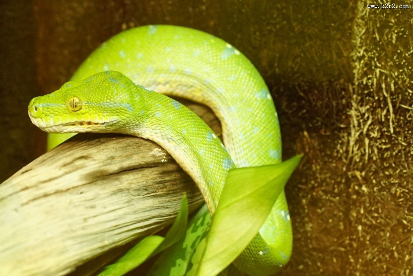 袖珍的绿树蟒图片