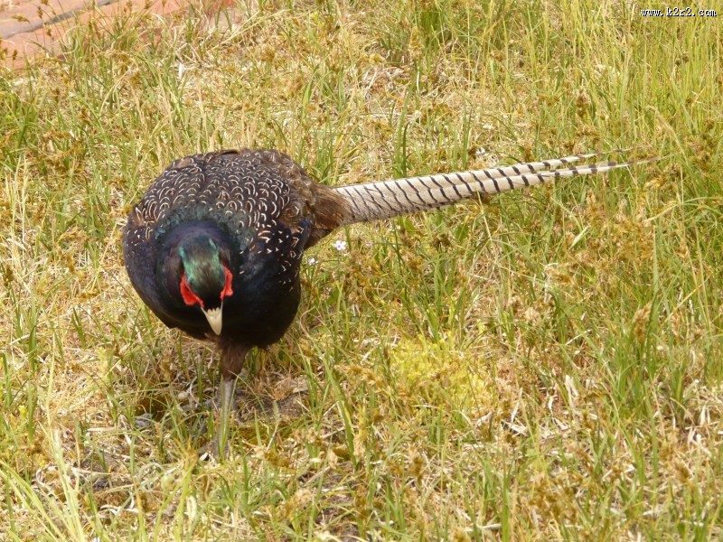 羽色华丽的雄雉鸡图片大全