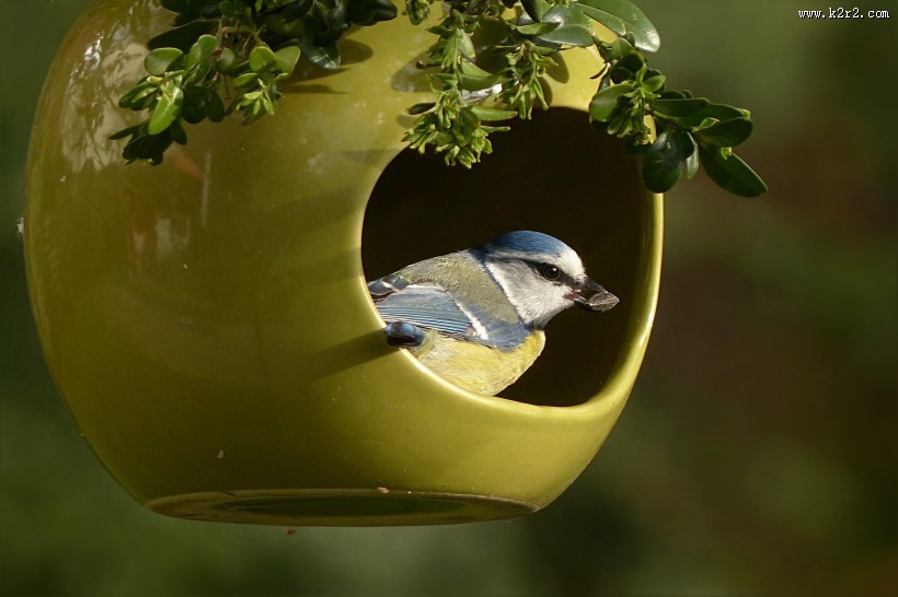 观赏鸟——蓝山雀图片