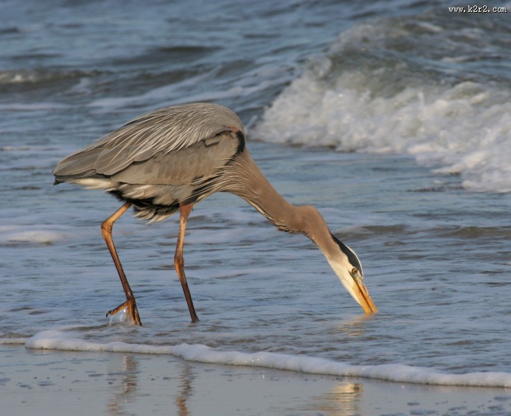 灰蓝色羽毛的大蓝鹭图片