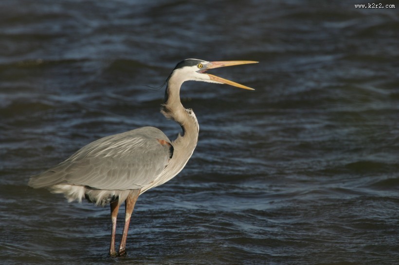 灰蓝色羽毛的大蓝鹭图片