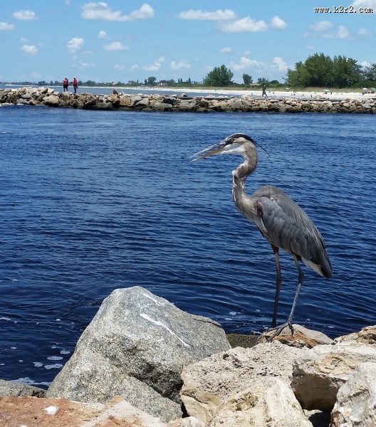 灰蓝色羽毛的大蓝鹭图片
