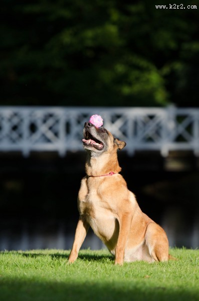 大型比利时玛利诺犬图片