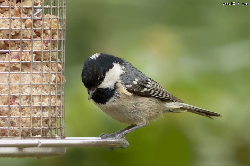 性较活泼的煤山雀图片