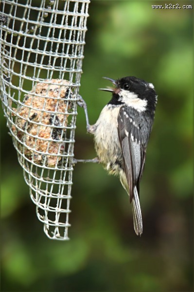 性较活泼的煤山雀图片