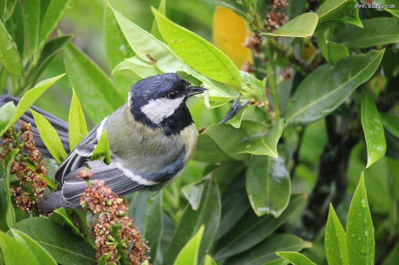 性较活泼的煤山雀图片