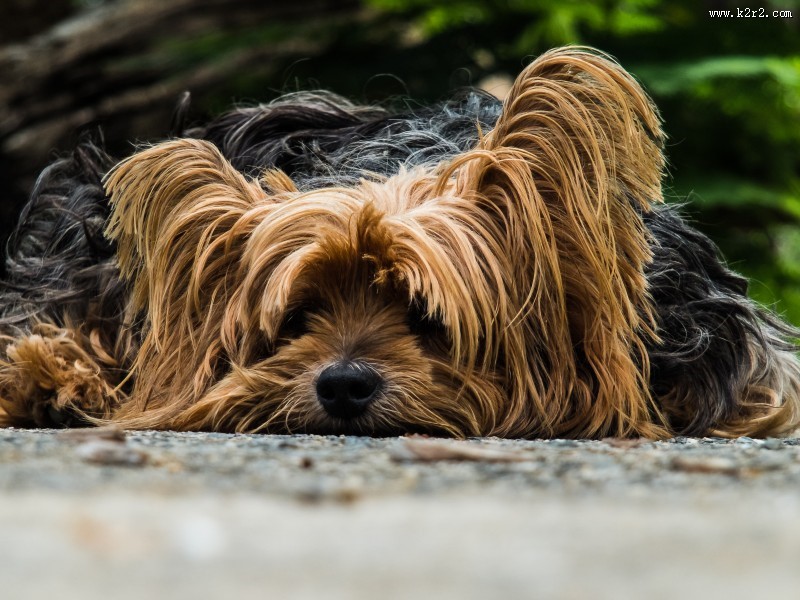 拥有华丽长毛的约克夏梗犬图片