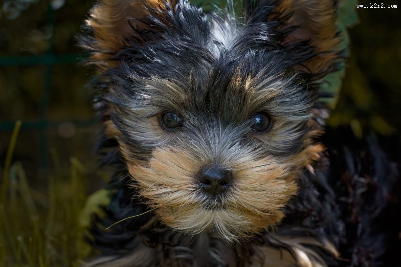 拥有华丽长毛的约克夏梗犬图片