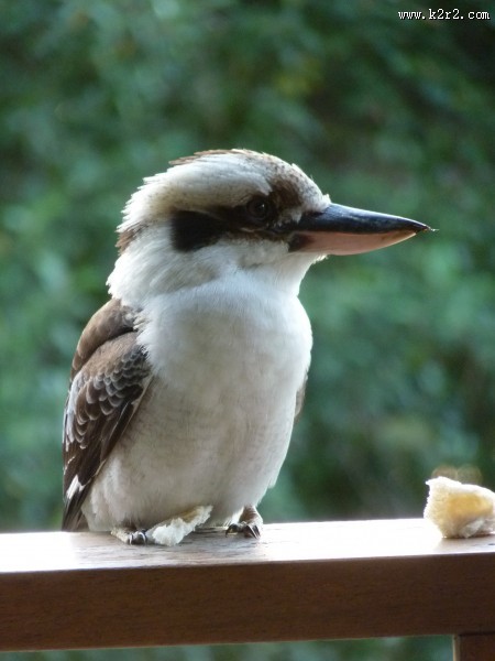 鸣声似狂笑的笑翠鸟图片大全