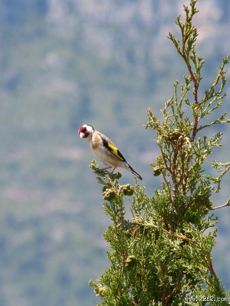 红额金翅雀图片