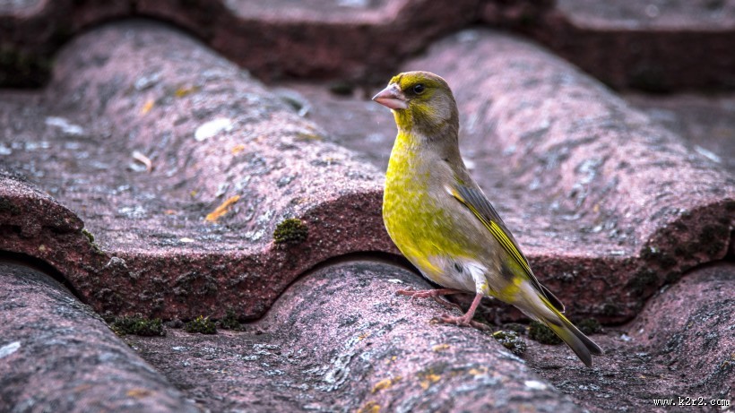 身着金黄色块斑的金翅雀图片