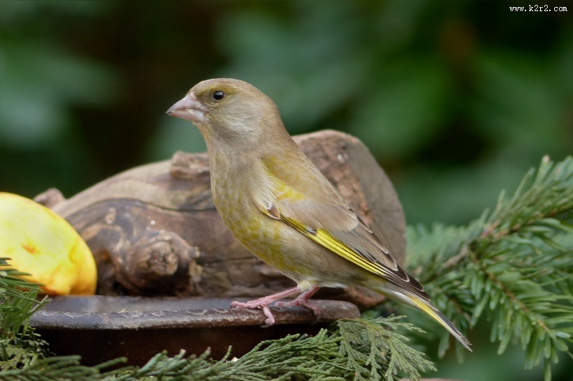 身着金黄色块斑的金翅雀图片