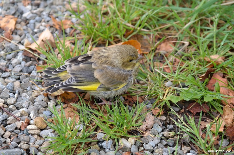 身着金黄色块斑的金翅雀图片