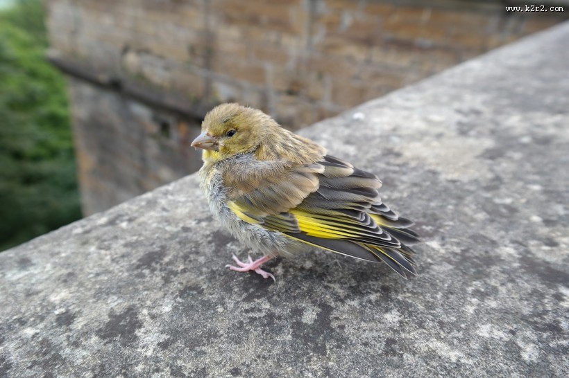 身着金黄色块斑的金翅雀图片