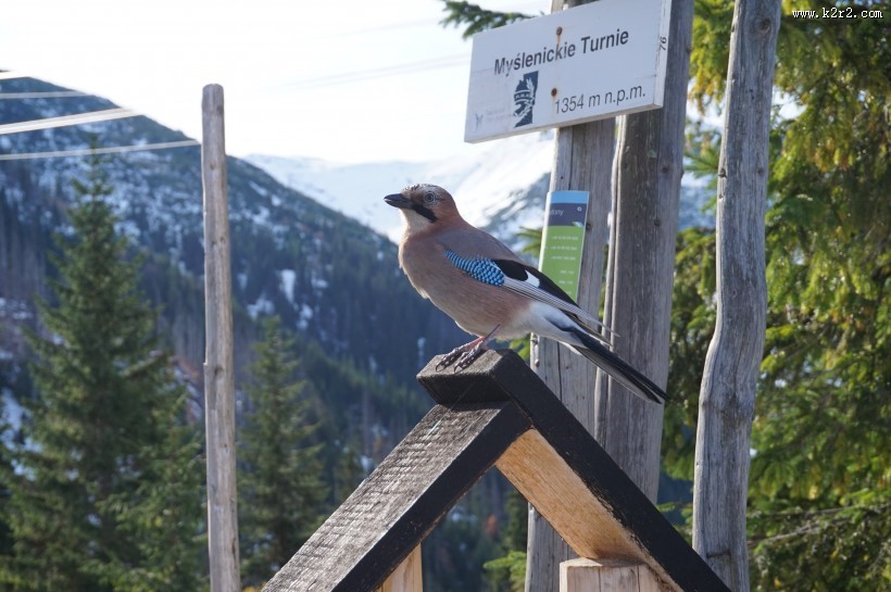 中型鸟类——松鸦图片