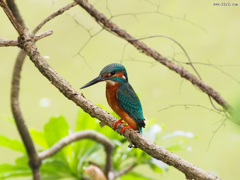 体羽艳丽的斑头大翠鸟图片