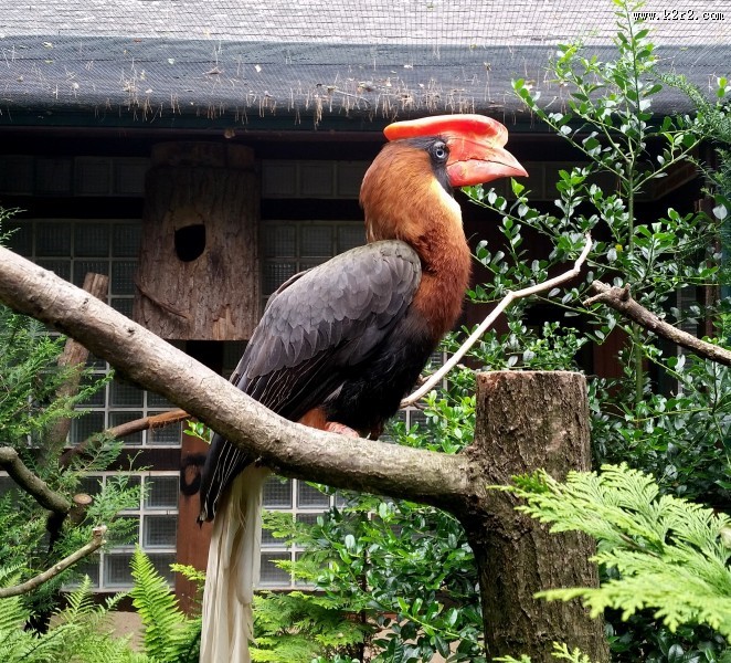 奇特珍贵的犀鸟图片