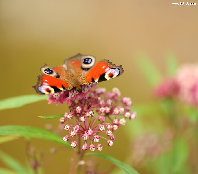蝴蝶界的孔雀——孔雀蛱蝶图片大全