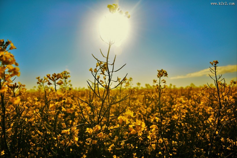金黄色的油菜花田图片大全