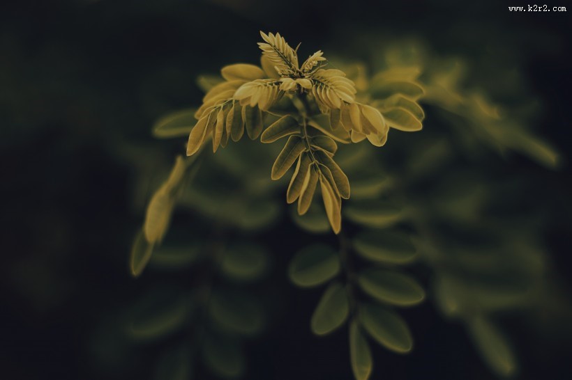 绿色的植物叶片图片大全