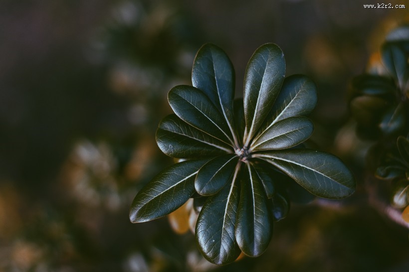 绿色的植物叶片图片大全