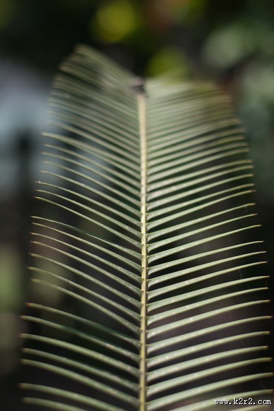 绿色的植物叶片图片大全