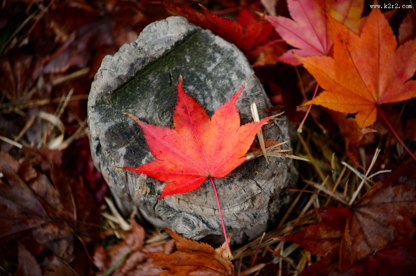 深红的枫叶图片