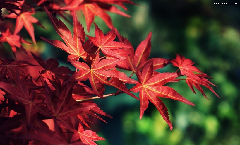 深红的枫叶图片