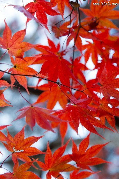 深红的枫叶图片