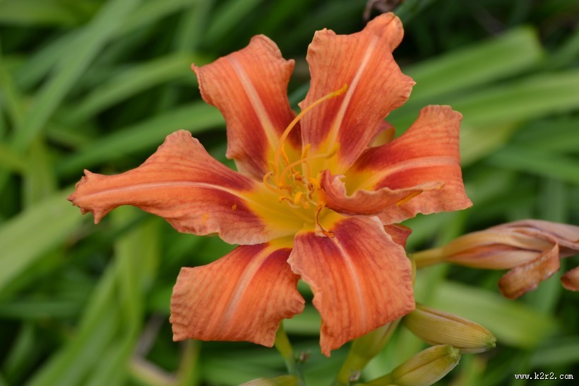 萱草花特写图片大全