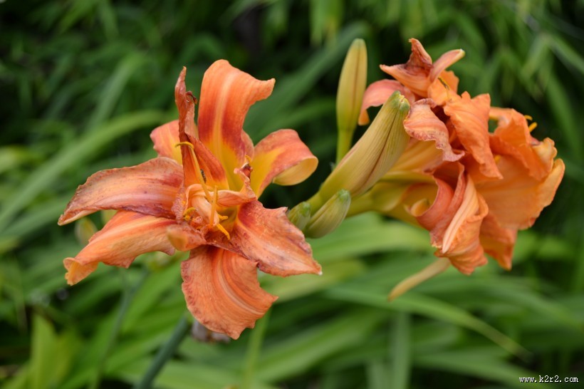 萱草花特写图片大全