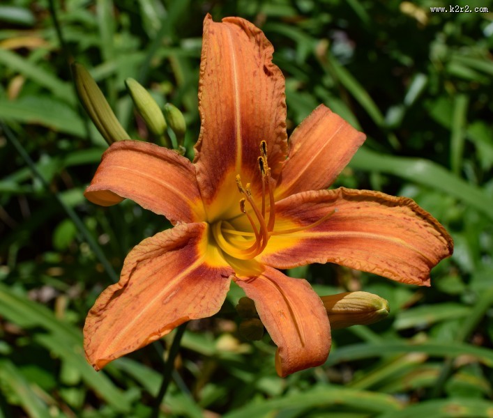 萱草花特写图片大全