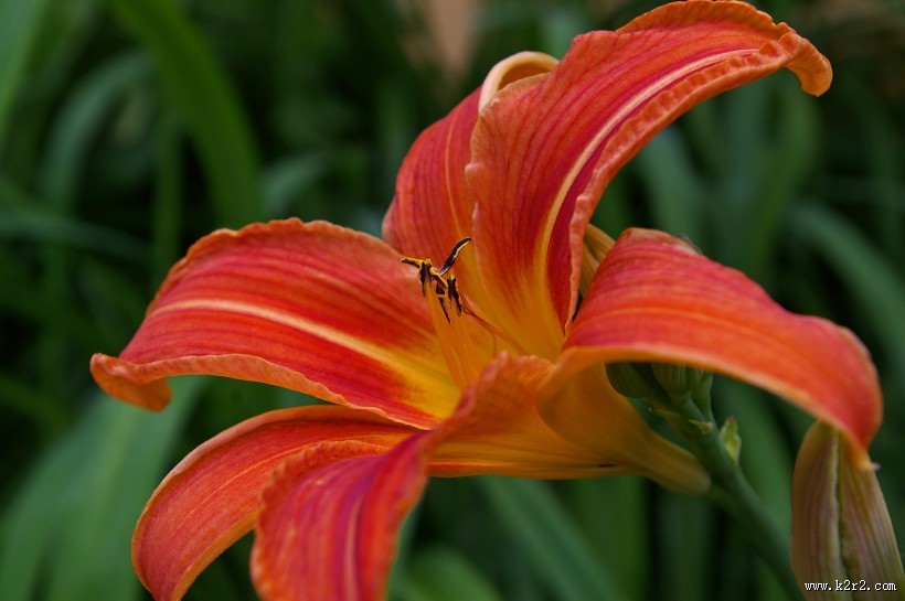 萱草花特写图片大全