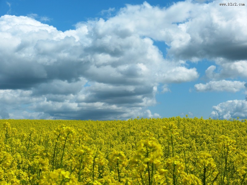 一片金黄色的油菜花田图片大全