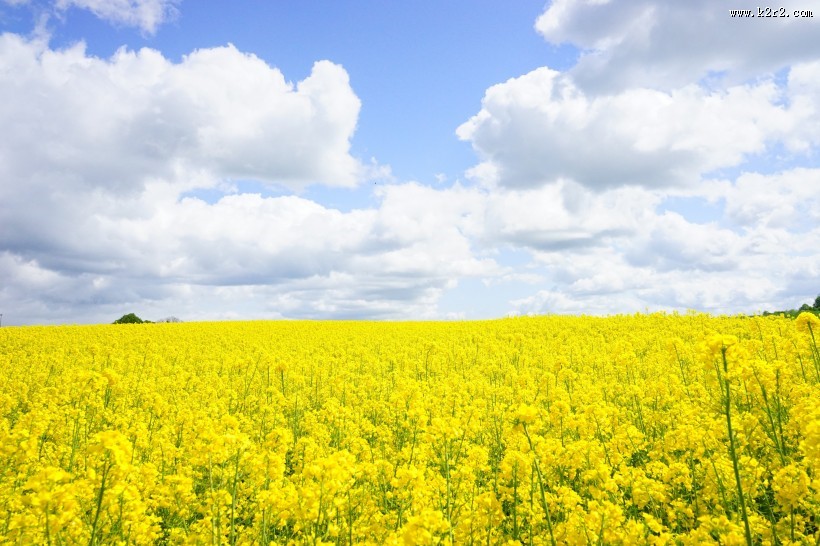 一片金黄色的油菜花田图片大全