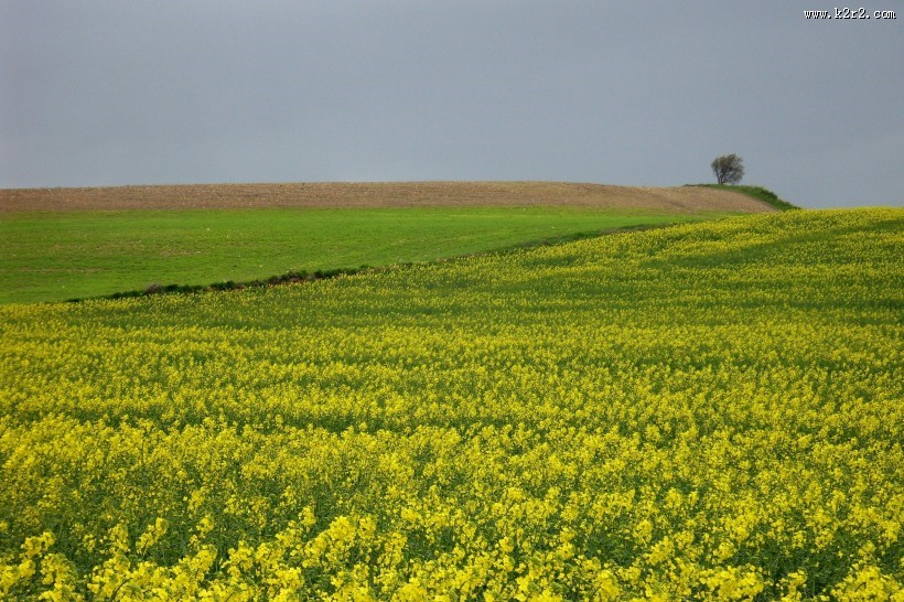 一片金黄色的油菜花田图片大全