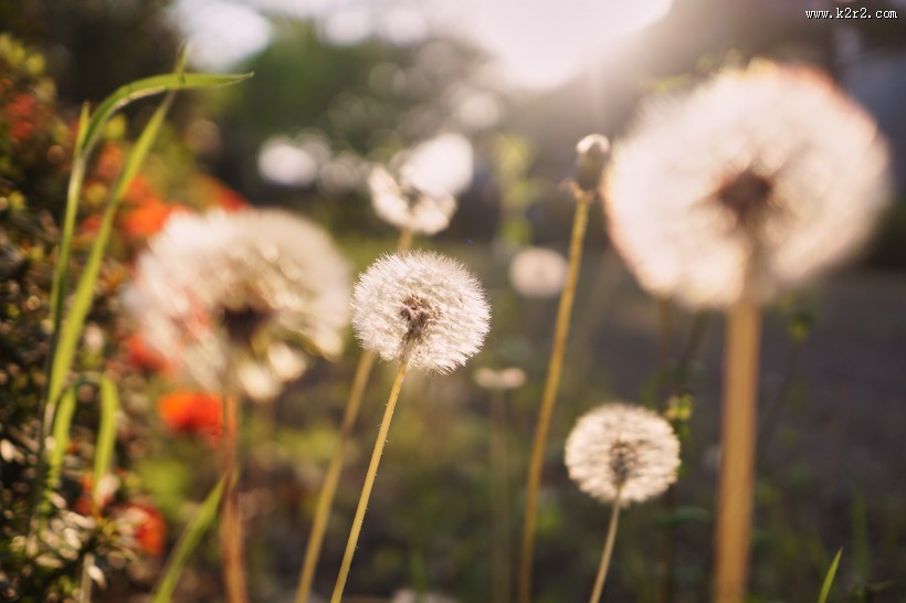 毛茸茸的蒲公英图片