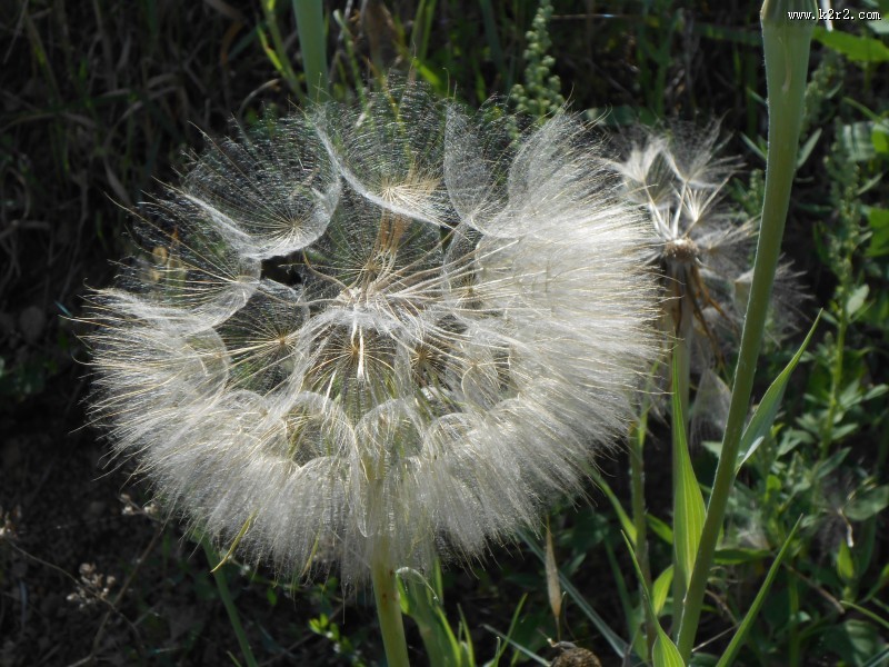毛茸茸的蒲公英图片