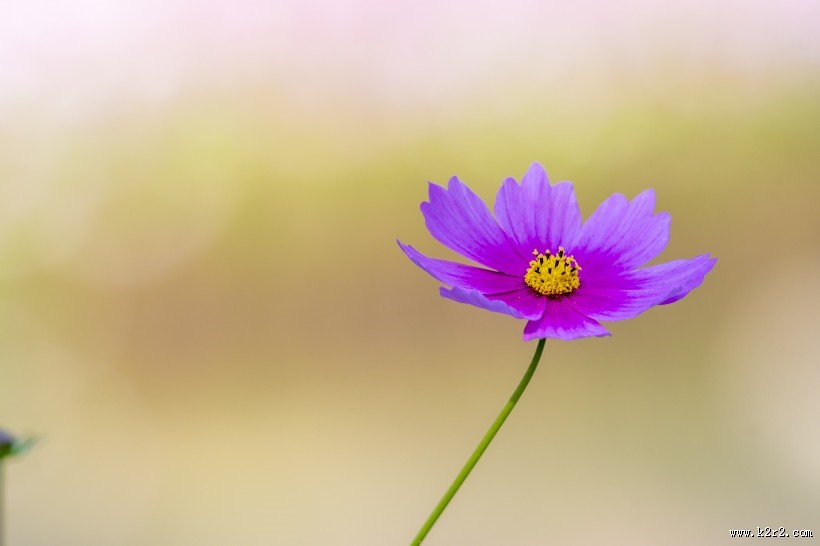 秋天的格桑花图片