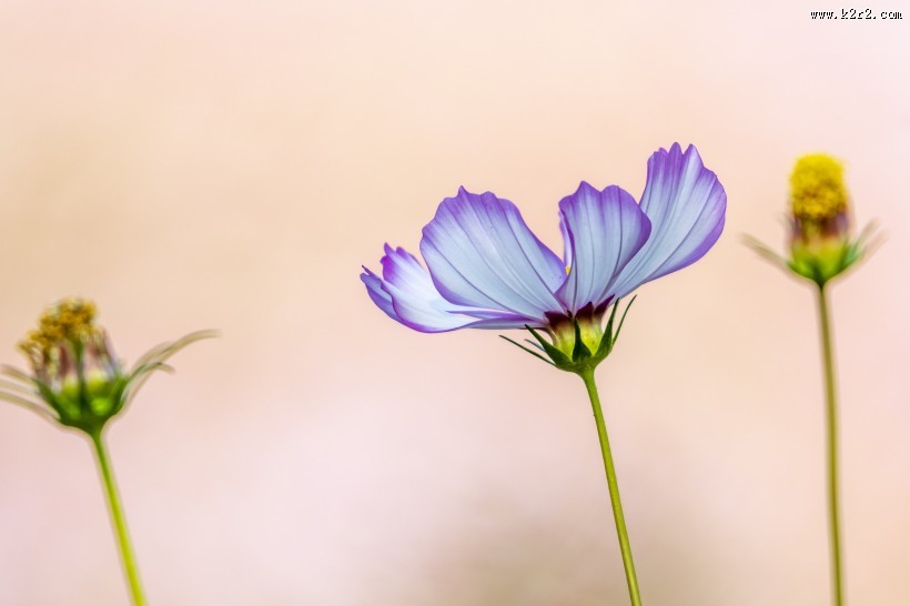 秋天的格桑花图片