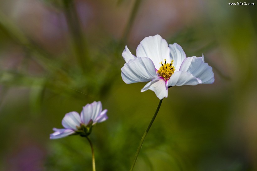 秋天的格桑花图片