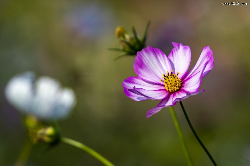 秋天的格桑花图片