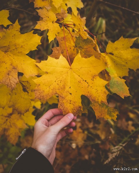 一片枫叶的图片