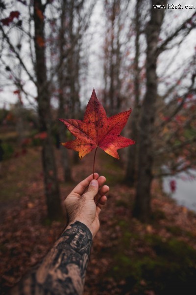 一片枫叶的图片