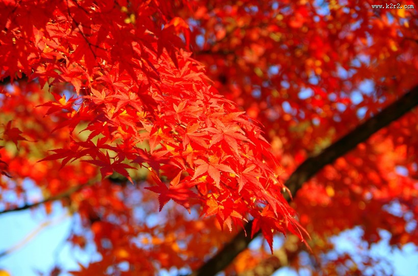 秋季火红枫叶图片