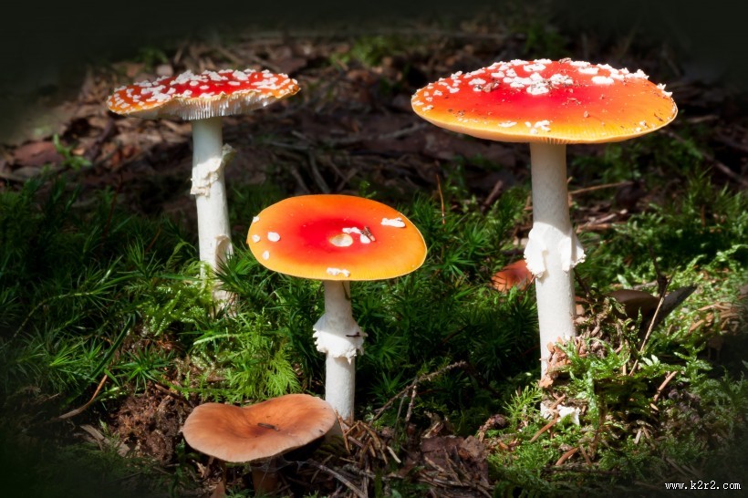 红色毒蝇伞毒蘑菇图片大全