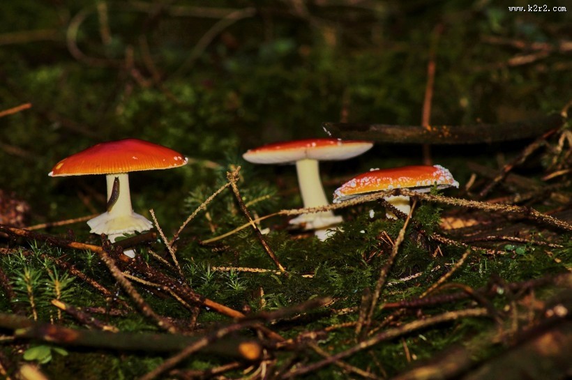 红色毒蝇伞毒蘑菇图片大全