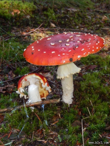 红色毒蝇伞毒蘑菇图片大全